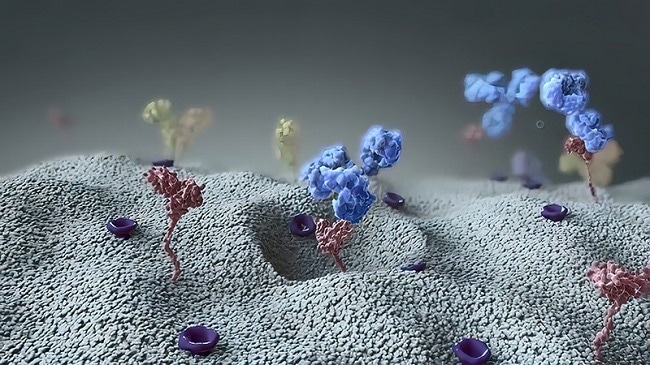 Facilitating drug development using full-length transmembrane protein platforms